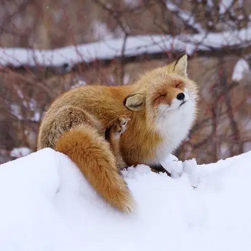 琉璃动物园之紫狐的发型是狐狸耳朵吗图多