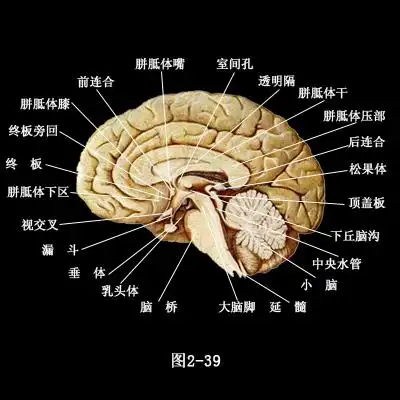大脑内侧面解剖图端脑的内部又包括基底核和海马结构.