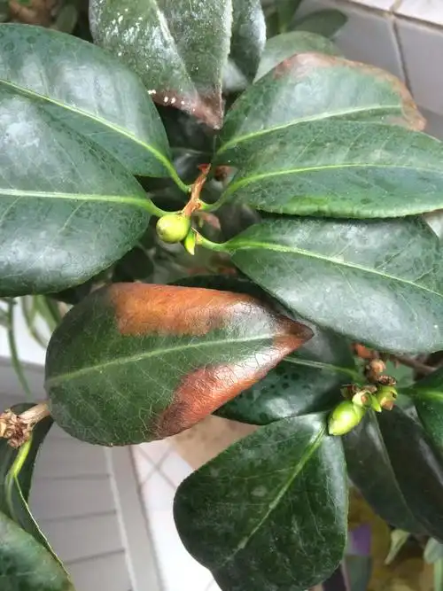 茶花叶片这样怎么回事,颜色变深干枯脱落.