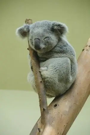 组图:傻狍子"雪泥马"走红 二货动物蠢萌照集合让你爆笑