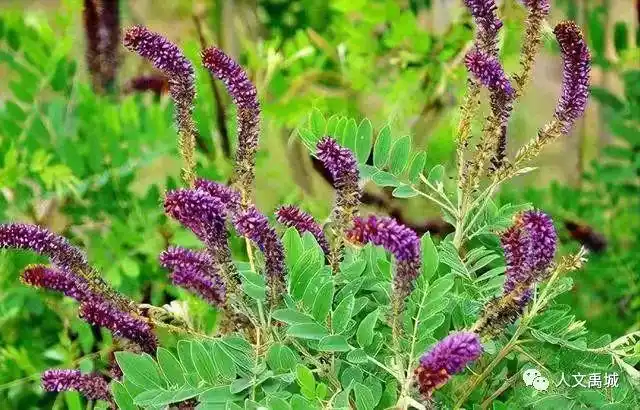 禹城苇河边又见紫穗槐