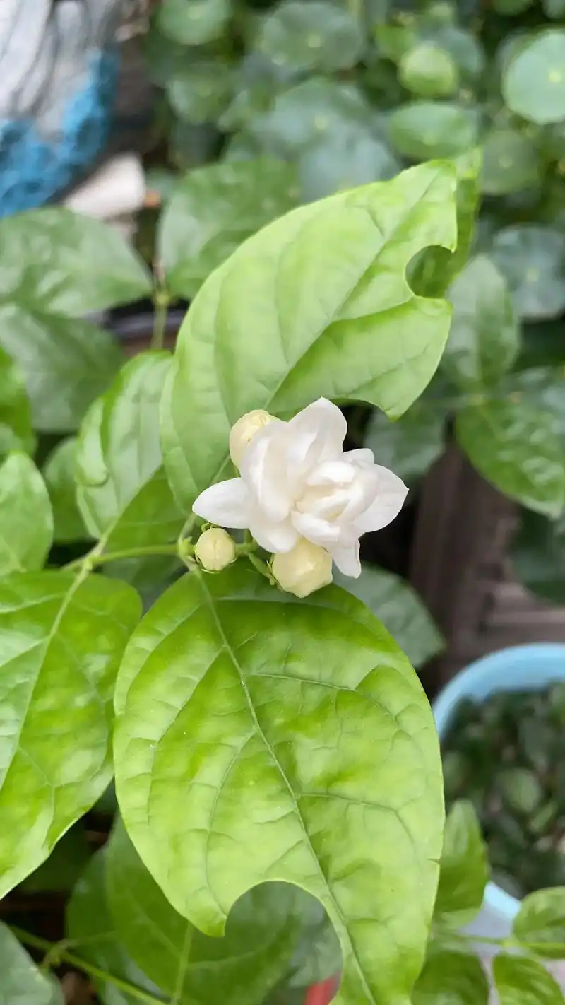 最近的新鲜照片 #茉莉花 #一花一木一世界一叶一树一菩提 - 抖音