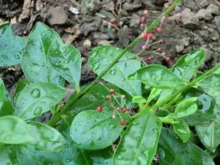 平原野人参叶子图片