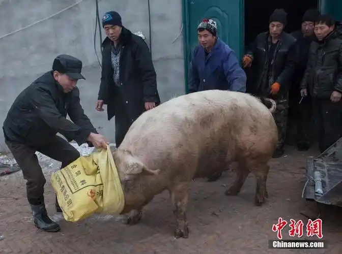 吉林大白猪两年长到735斤村民用铲车拉猪
