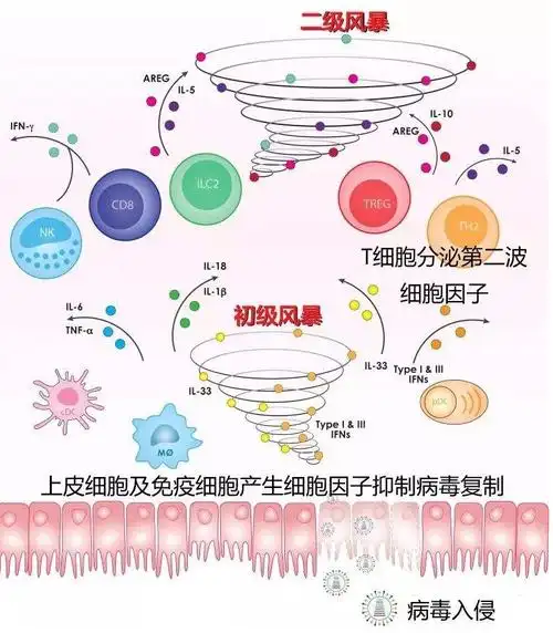 知识链接三:炎症因子风暴