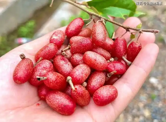 食用_野果_果实