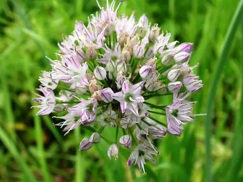 日月峡中草药(1094)--山韭菜1