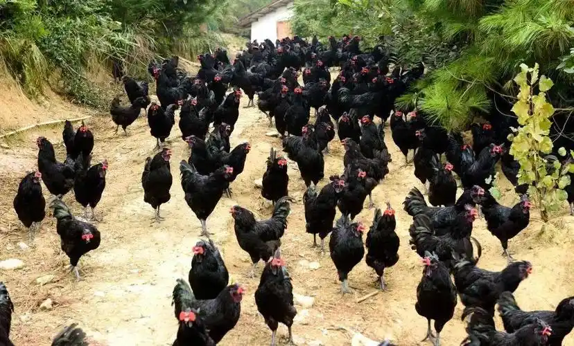 万源市:强化"人才驱动" 助推产业融合发展