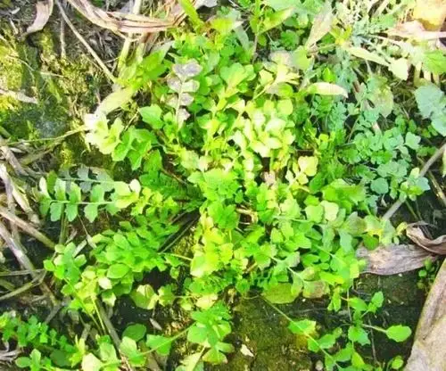 这些野菜千万不能吃,有毒!萍乡人要当心.