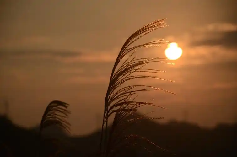 夕阳无限好 最美黄昏时- 中秋佳节观日落