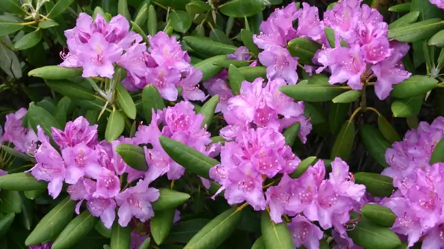 杜鹃花,粉红色,叶子 壁纸 - 1920x1080