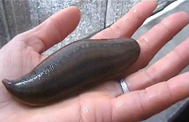 水蛭养殖怎么样?且听百亩田的养殖户们一一道来