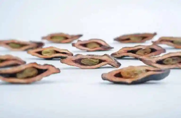 槟榔是什么味道槟榔女生哪个部位