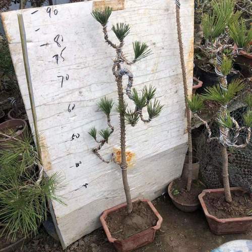 文人黑松精品黑松盆景室内黑松造型盆景日本黑松小盆景