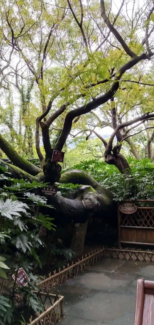第七天游览普陀山,《南海观音.紫竹林.普济寺》