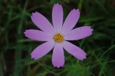 给张百花草的图片看看,谢了