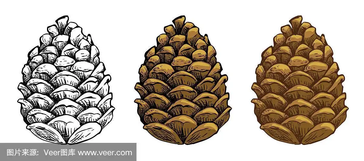 松果向量集.不同的手绘素描风格.植物绘画.寒假,圣诞节的象征.