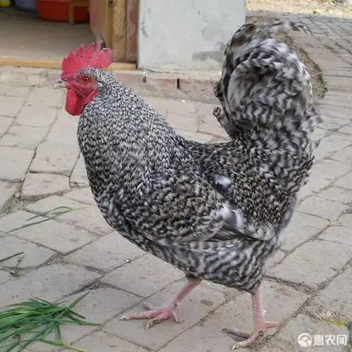 芦花鸡苗 大种黑