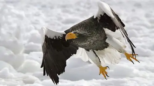 冬季雪中动物自由翱翔的老鹰图片高清桌面壁纸下载第一辑