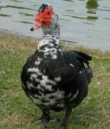 南县瘤头鸭 4-5斤 母 全散养