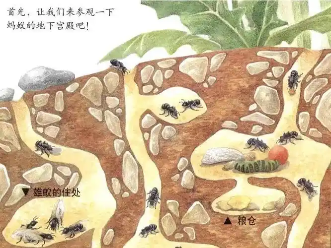 【有声绘本】《大力士蚂蚁》