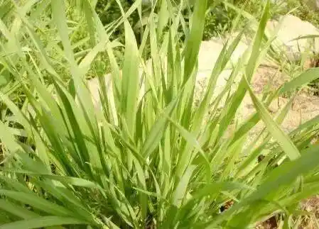 解释到青团子"青汁"其实是用浆麦草做成的,也有用艾草,麦叶草或是青菜