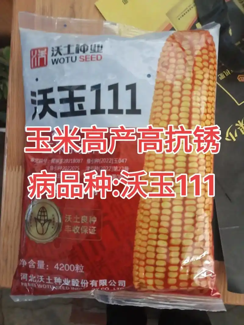 玉米高产高抗锈病好品种:沃玉111 - 抖音