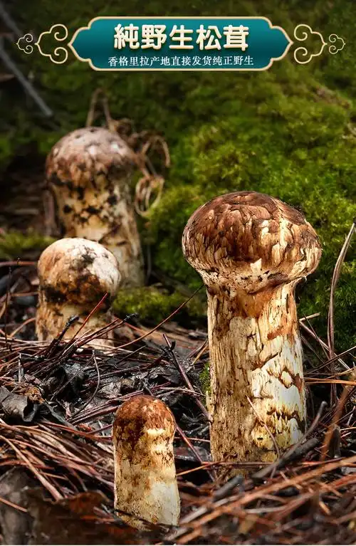 野生松茸新鲜云南野生菌松树蘑菇松茸鲜(出口级7-9cm) 7-9cm【出口级