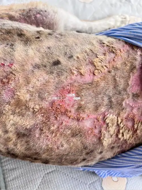 在医院治疗一个月没效果反而更加严重,狗狗痒的厉害都睡不了觉,除螨药