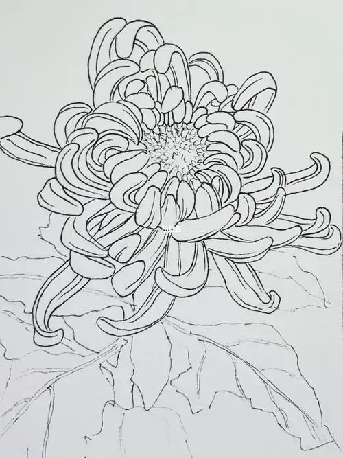 零基础学画画  #画画  #钢笔淡彩  #菊花  #绘画过程  #线稿
