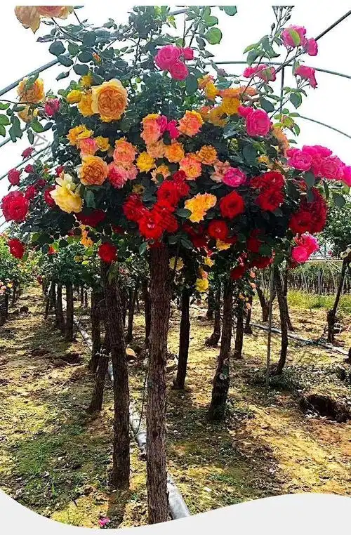 龙峰 月季花浓香大花嫁接月季花卉盆摘庭院阳台四季开花棒棒糖耐寒