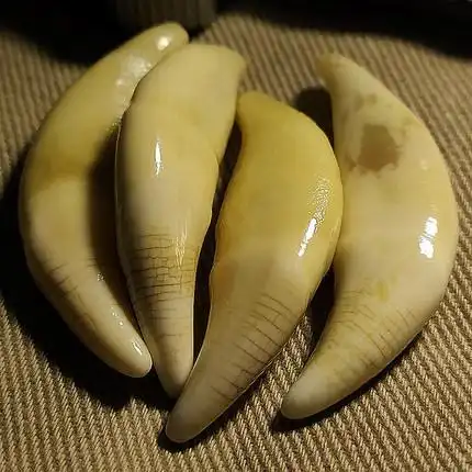 特大血横纹狼牙男真牙本命年獒吊坠