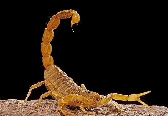 海外男子饲养蝎子死亡跟踪者被誉为世界上最危险的宠物