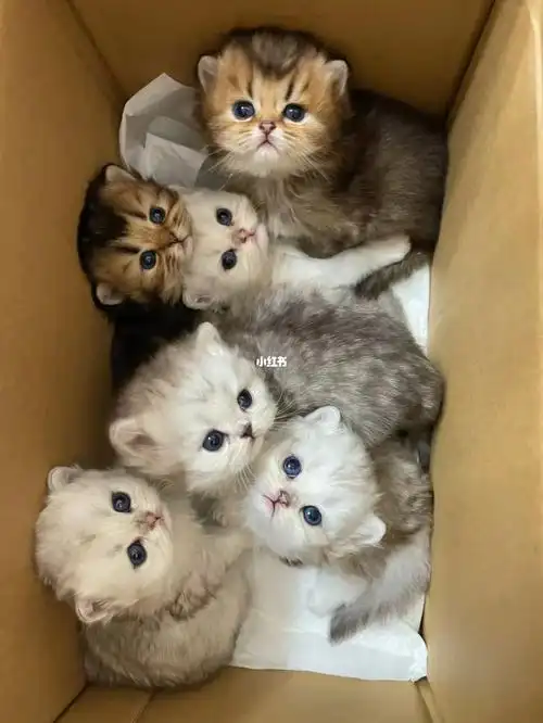 路边垃圾桶捡到的小猫咪