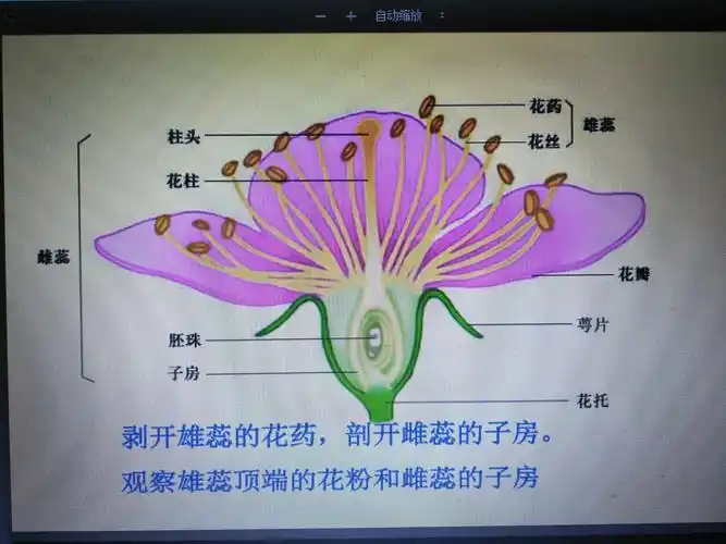 观察图片中雄蕊,雌蕊的构造:知道雄蕊由花药,花丝构成,雌蕊由柱头