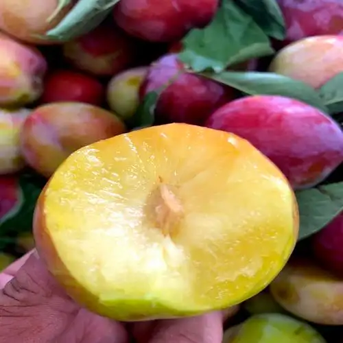 李子东北盖县大李子秋鸡心盖大干碗干核香蕉李子