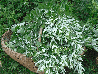 臭蒲草的功效与作用丈夫水脏女人血冷水烛是蒲草正名