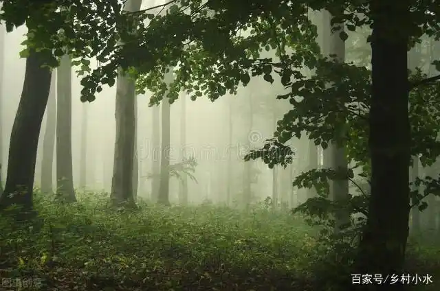 农村老人说"没有虫鸣的深山,不要只身前往",有何根据?