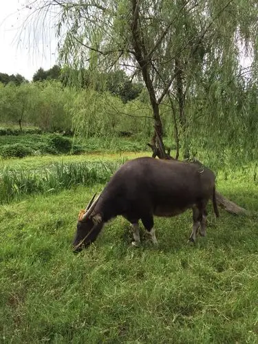 柳树下的水牛在认真的吃着草