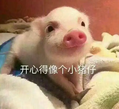 关于猪的搞笑表情包:开心得像个小猪仔