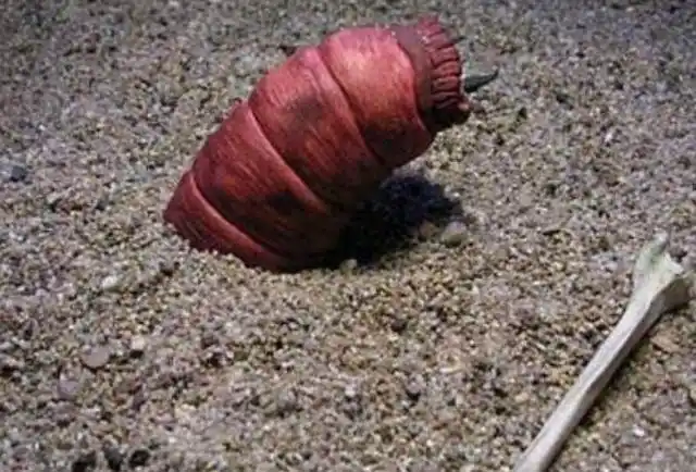 揭秘蒙古死亡蠕虫:沙漠中的未知生物,真的存在吗?