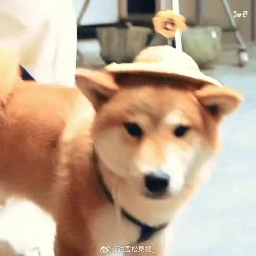 张真源 你最重要