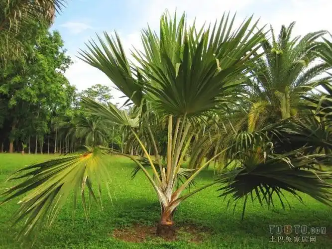 蒲葵和棕榈有什么不一样