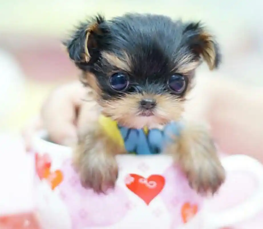 茶杯犬哦,长见识啦