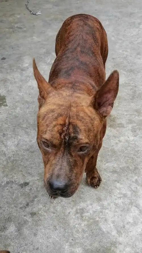 虎斑犬 #夏天 好久不遛狗,狗狗们厌倦了