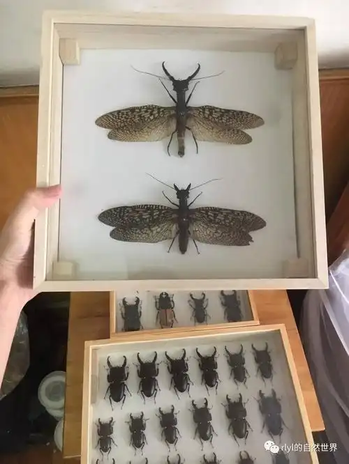 【虫の藏】巨齿蛉标本制造!