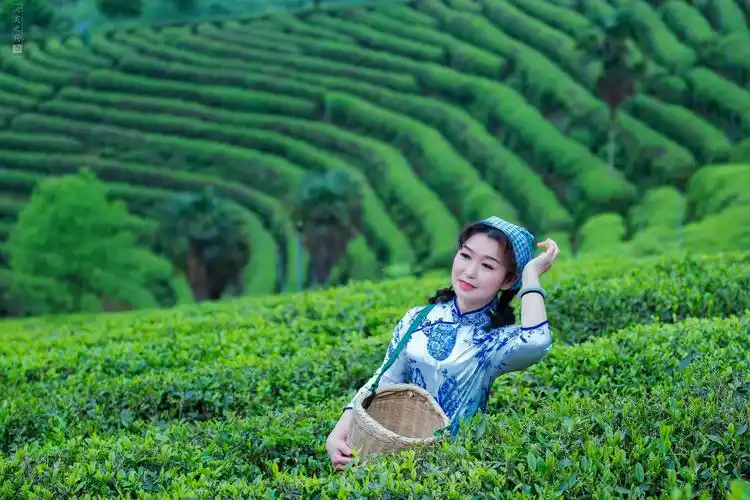 其它 谁舞清影醉茶乡 写美篇 组织策划:怀化摄丽人人像摄影俱乐部