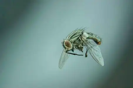 飞在家里的黑苍蝇照片