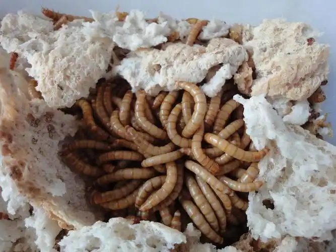 p data-id="gnt536cc10">黄粉虫俗名面包虫,为