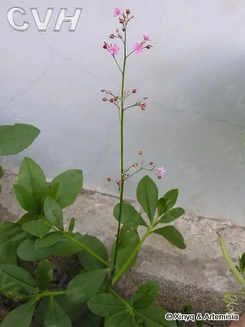 参草,土高丽参,假人参,土洋参,土参,紫人参,瓦坑头,福参,土红参